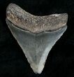 Juvenile Megalodon Tooth - Serrated #10667-1